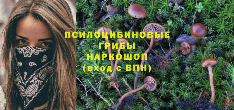 что такое   Рославль  Псилоцибиновые грибы Cubensis 